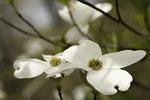 dogwood 4.13.12