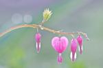 Bleeding Hearts