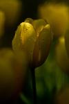 Yellow Tulip