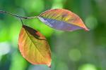 Leaves of Crabapple Tree