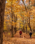 MMF Wood Duck Trail - Autumn