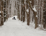 MMF Wood Duck Trail - Winter