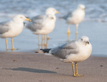 Lake Michigan Gulls