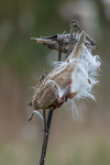 Milk Weed Pods