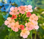 Magnifying glass image