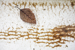Leaf floating on white boat