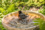 Bird Bath