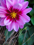 Dahlia
