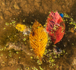 Mitchell Memorial Forest