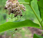 P6172077-Edit-E-web-dit