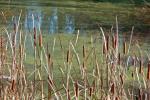 Cattails