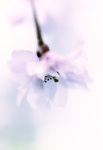 Cherry Blossom, high key