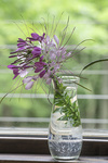 Flower in Vase