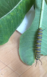 Monarch Caterpillar