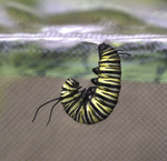 Hanging in J Formation