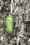 Chrysalis