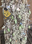 Chrysalises rehung on bark