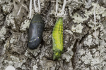 Black Chrysalis (monarch soon to emerge) Swallowtail Chrysalis