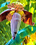 Banana Tree Blossom