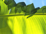 Banana Tree Leaf