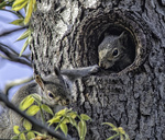 Baby squirrels at Home