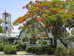 Poinciana tree in blossom Sanibel