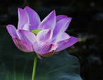 Lotus Flower