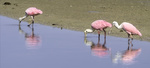 Spoonbills