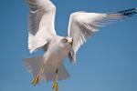 Sea Gull