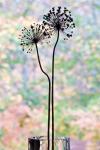 Allium in Silhouette