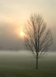 Tree in Fog