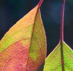 Crabapple leaves