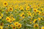 Gorman's Sunflowers