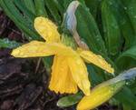 Daffodil 'N' Drops