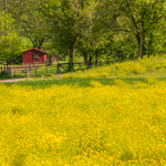 Small Park w. Yellow Wildflowers