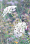 Entangled Queen Anne's Lace