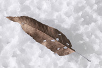 Winter Leaf