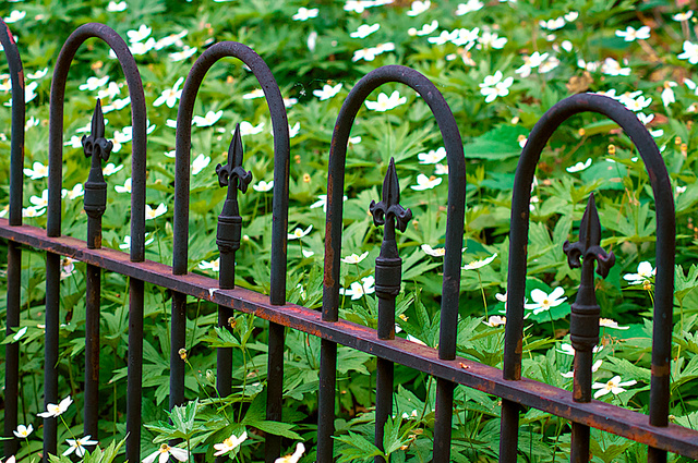 Fence - Saylor Park