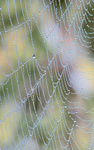 Dewy Web