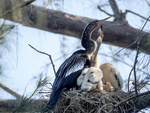 Anhingas in Nest