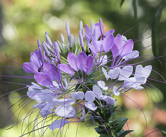 Cleome in Bloom