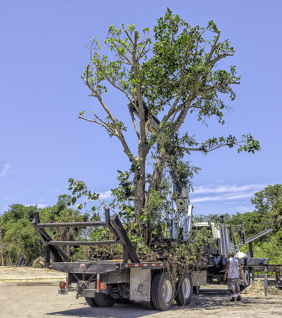 Large Tree Planting Sanibel