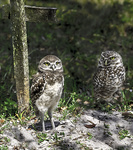 Owls Florida
