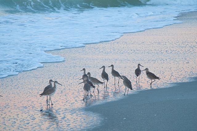 Shoreline Birds